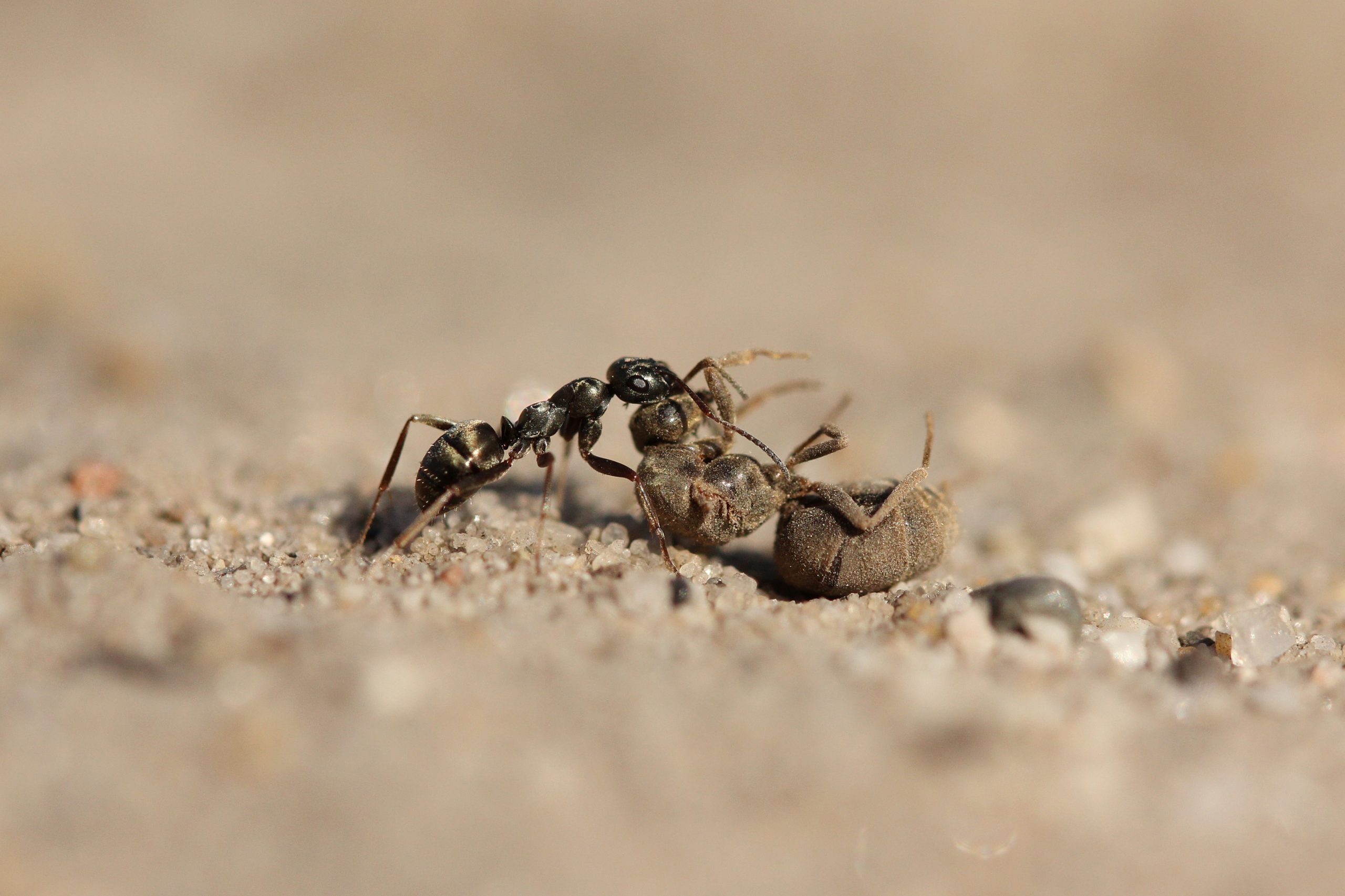 Western Honey bee, Apis mellifera, covered in dust, and an Ant